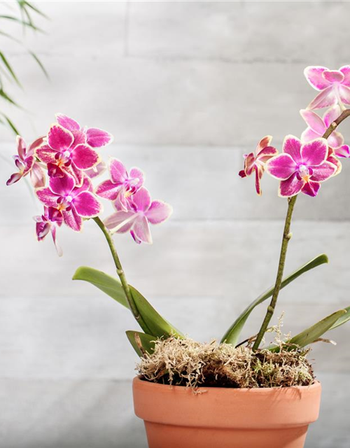 Phalaenopsis Midi