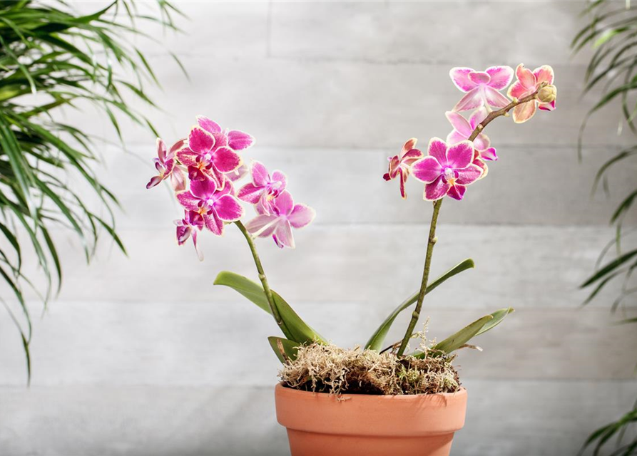 Phalaenopsis Midi