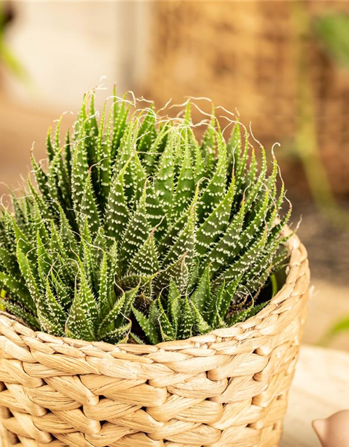 Aloe aristata