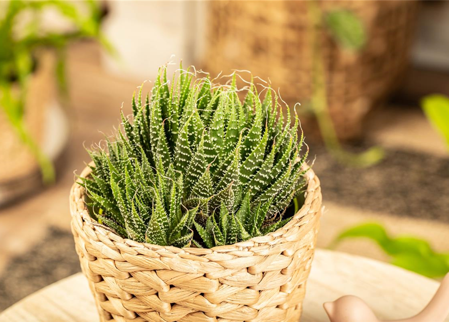 Aloe aristata