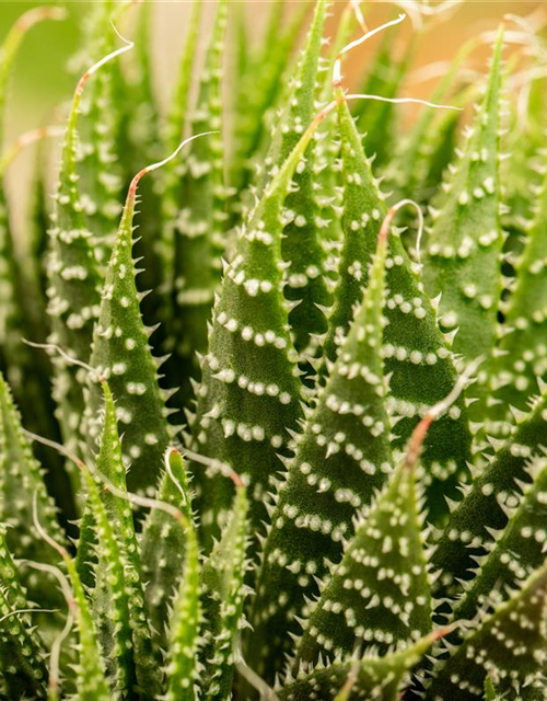 Aloe aristata