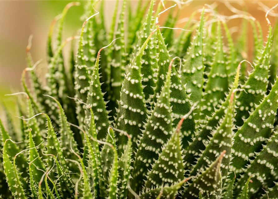 Aloe aristata