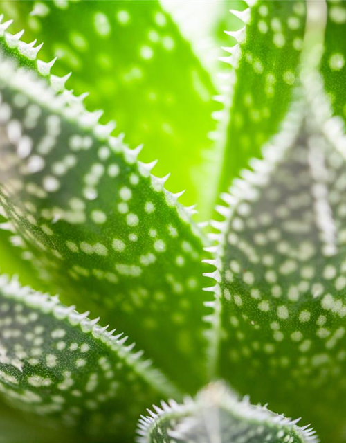 Aloe aristata