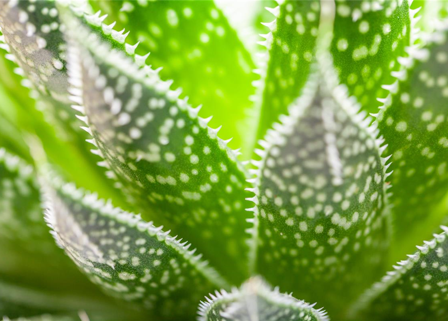 Aloe aristata