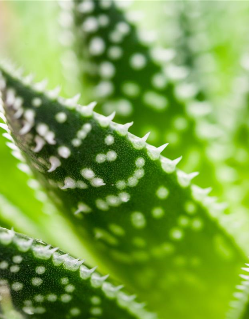 Aloe aristata