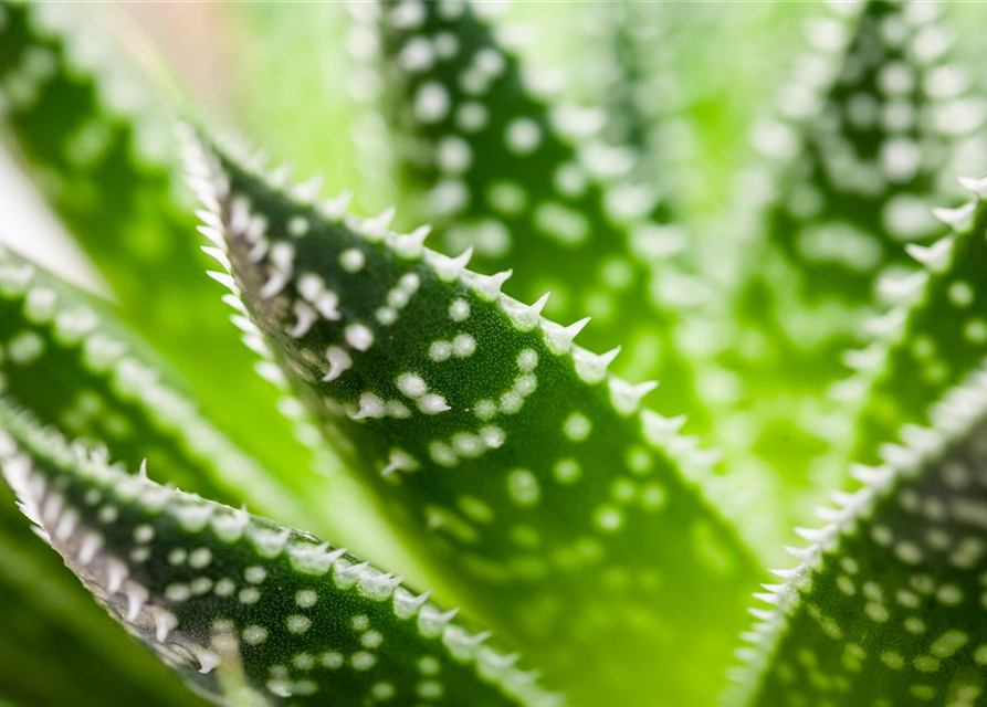 Aloe aristata