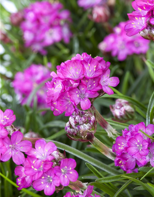 Armeria maritima Mix