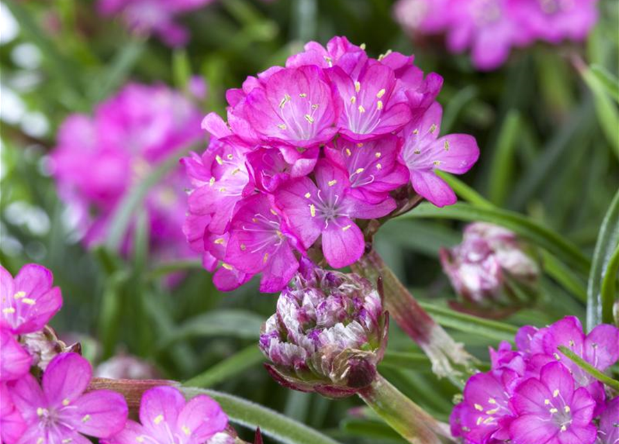 Armeria maritima Mix