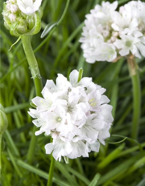 Armeria maritima Mix