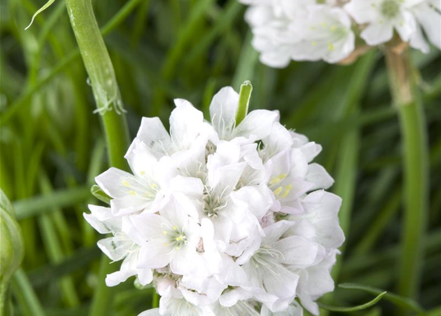 Armeria maritima Mix