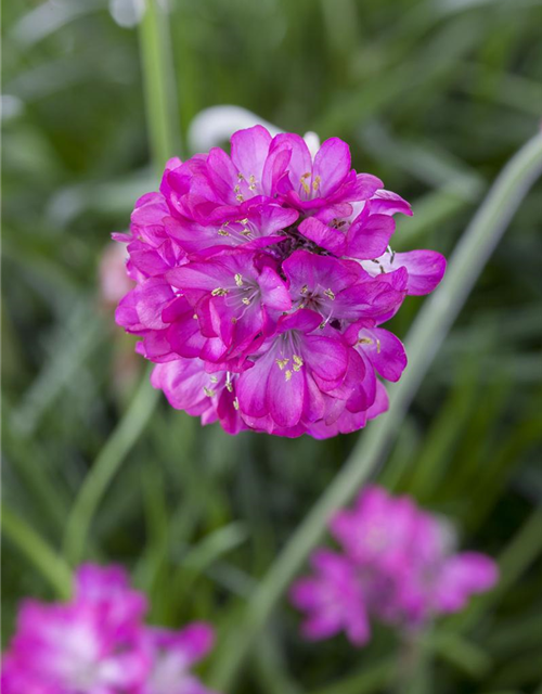 Armeria maritima Mix