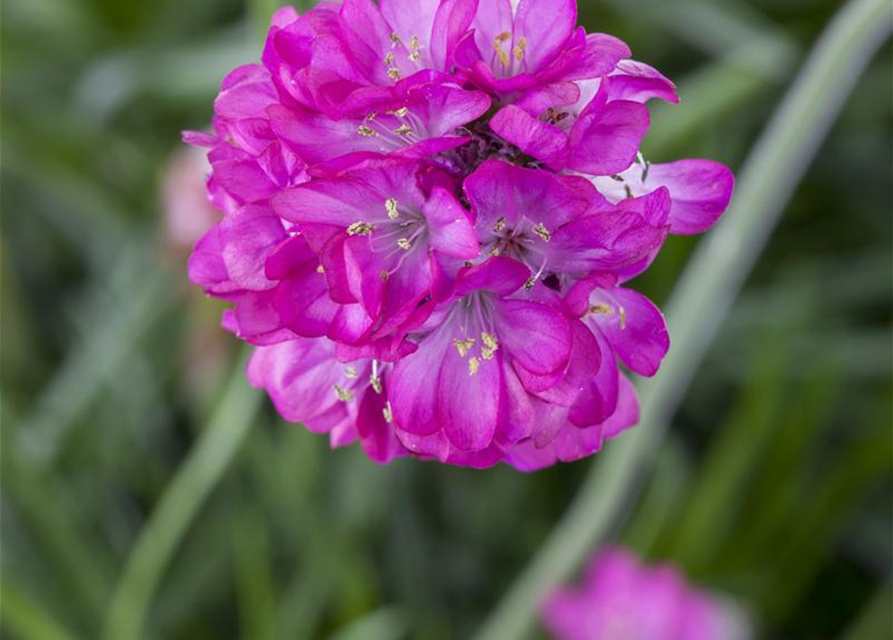 Armeria maritima Mix