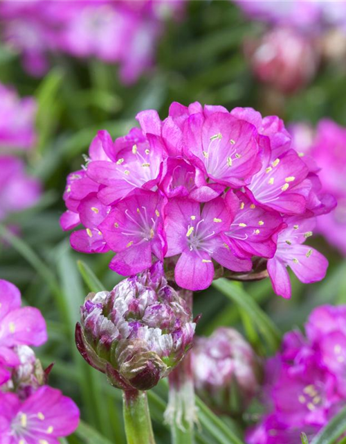 Armeria maritima Mix