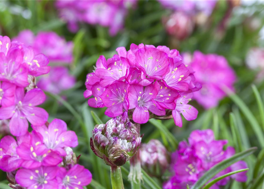 Armeria maritima Mix