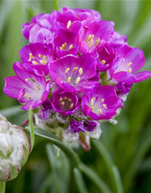 Armeria maritima Mix