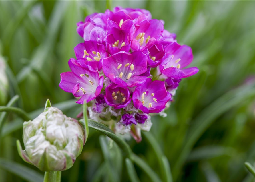 Armeria maritima Mix