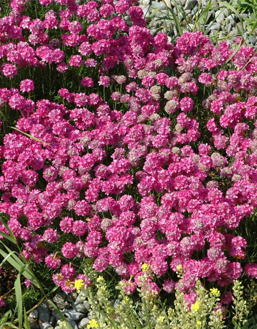 Armeria maritima Mix