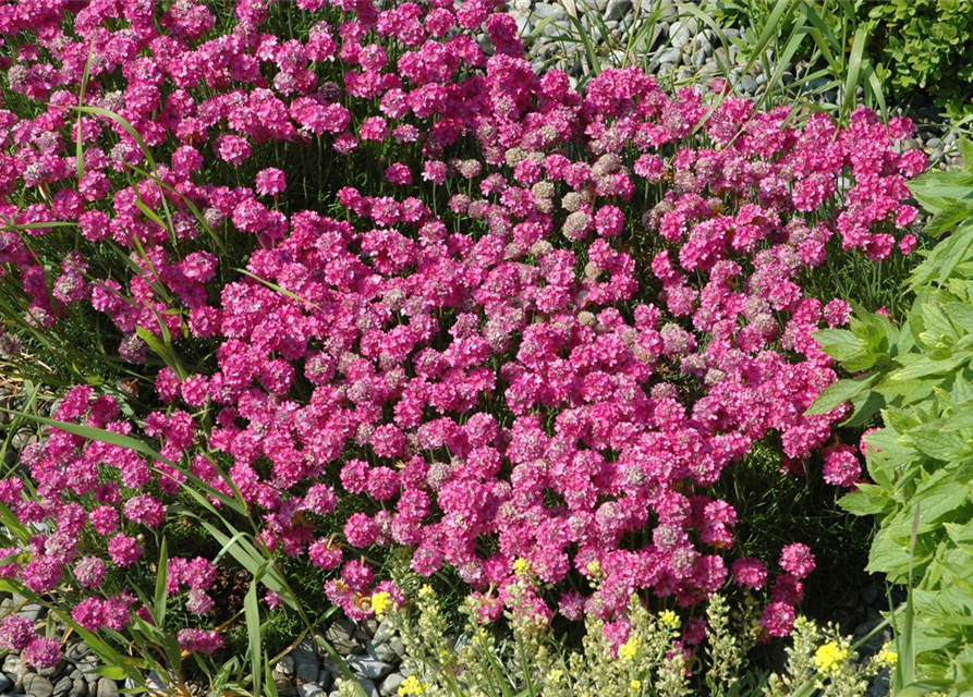 Armeria maritima Mix