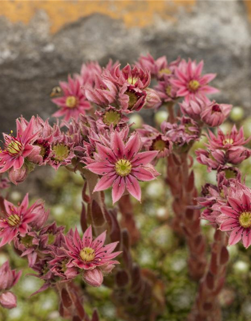 Sempervivum arachnoideum