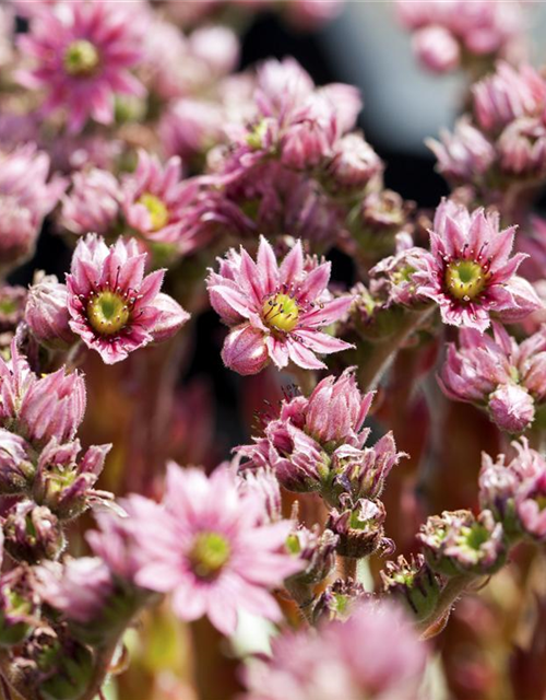 Sempervivum arachnoideum