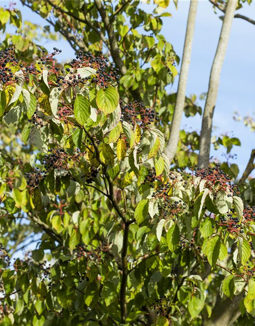 Cornus sanguinea