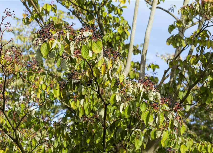 Cornus sanguinea