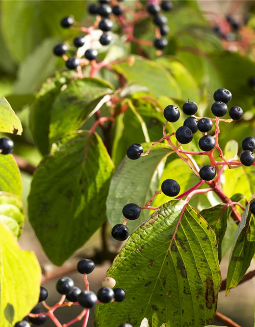 Cornus sanguinea