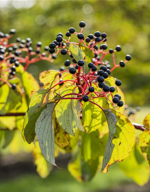 Cornus sanguinea