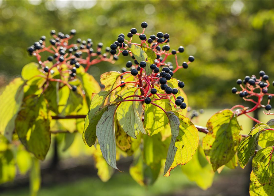 Cornus sanguinea