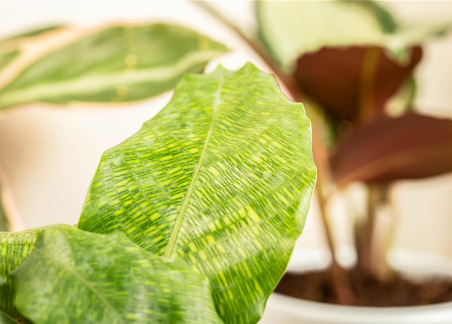 Calathea musaica Network T12