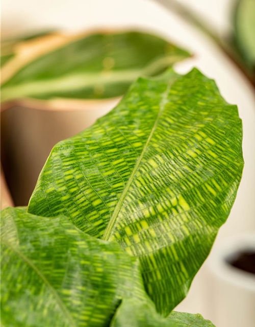 Calathea musaica Network T12