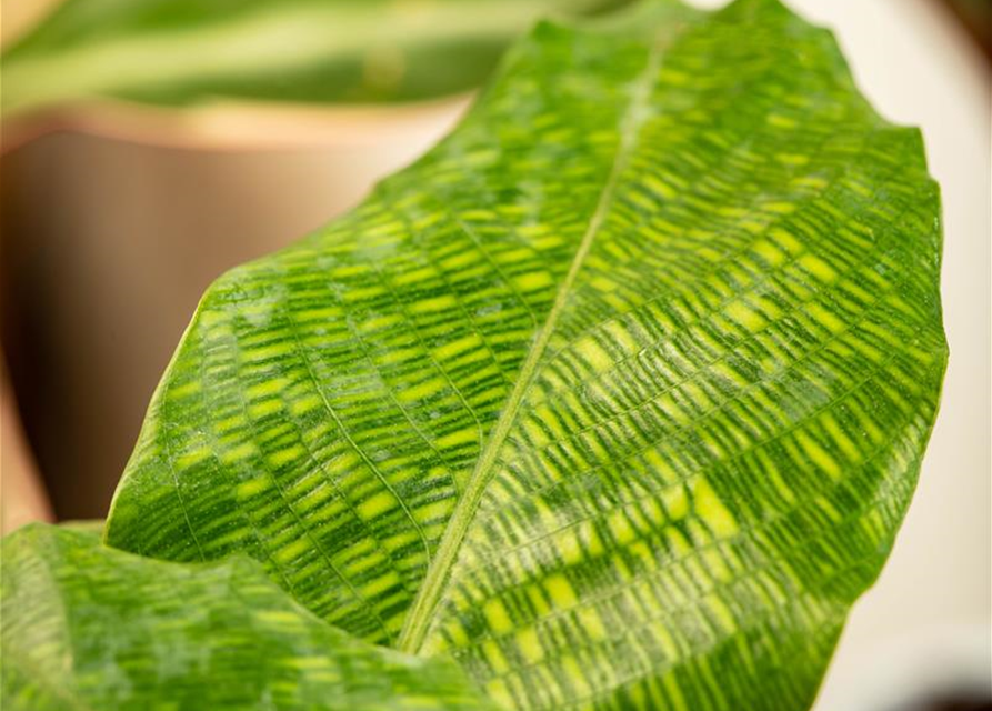 Calathea musaica Network T12