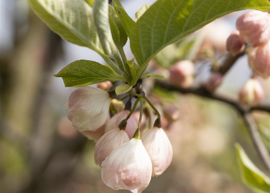 Halesia carolina