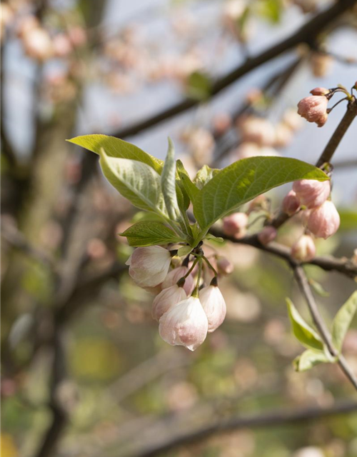 Halesia carolina