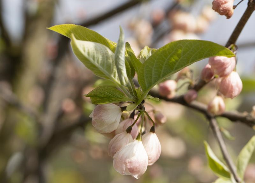 Halesia carolina