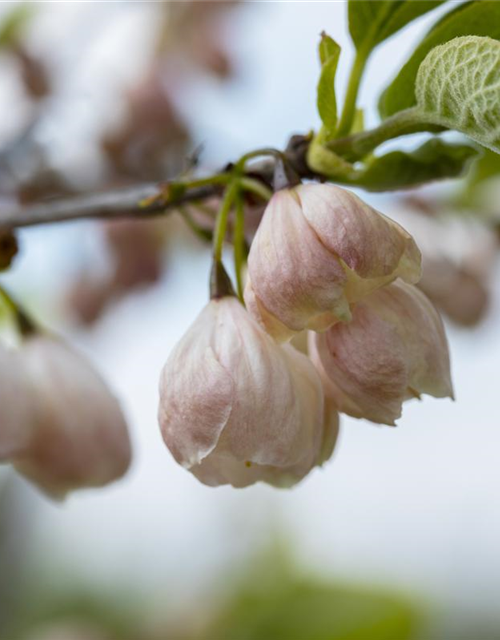 Halesia carolina