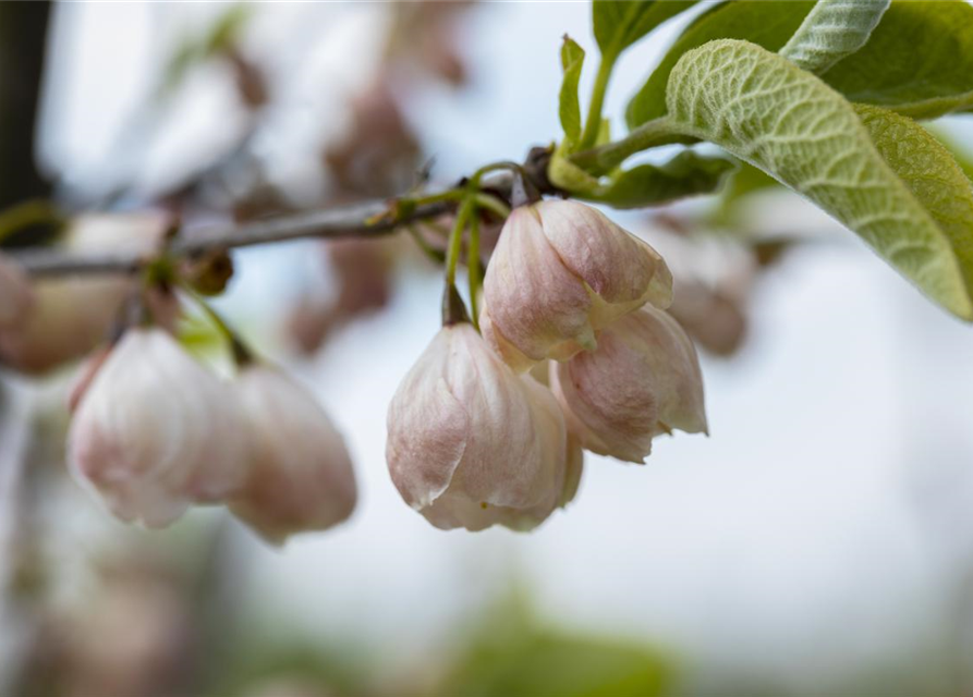 Halesia carolina