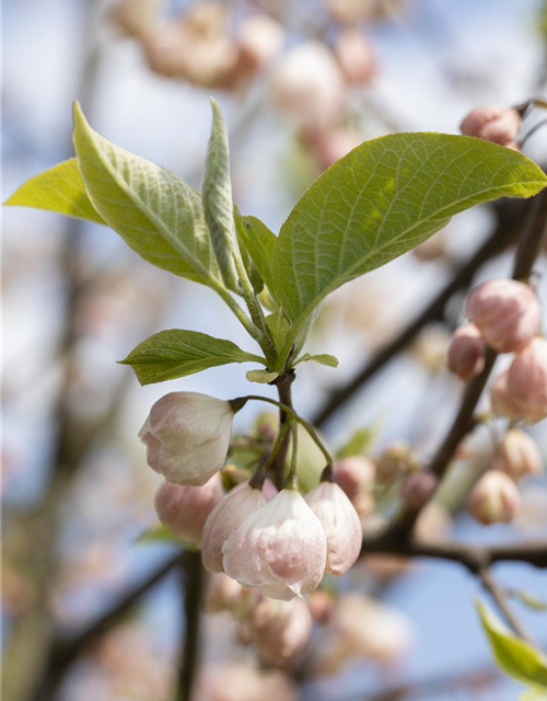 Halesia carolina