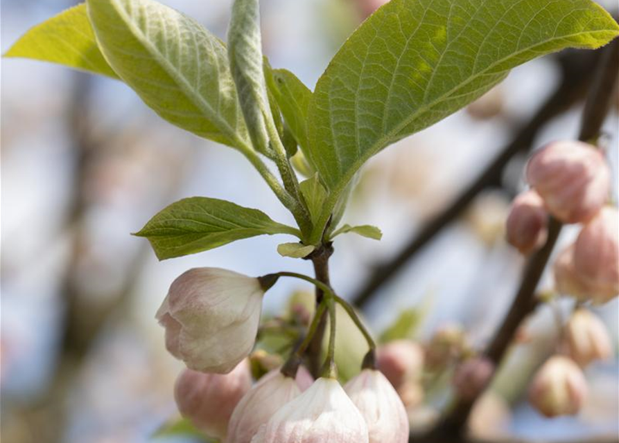 Halesia carolina