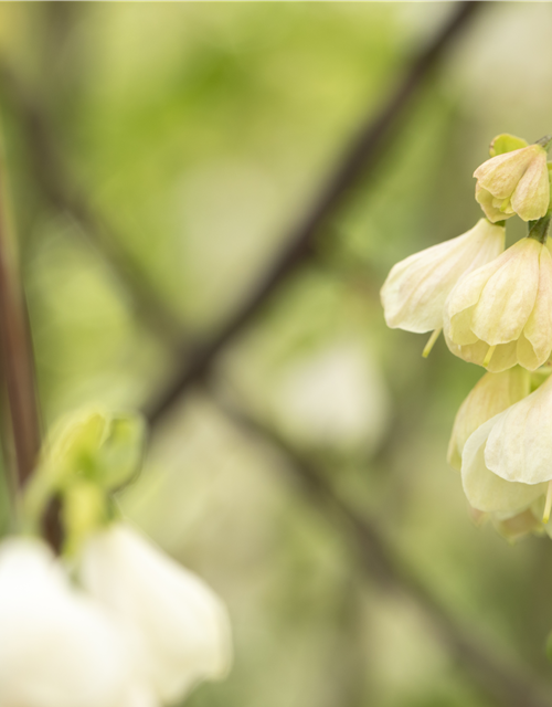 Halesia carolina