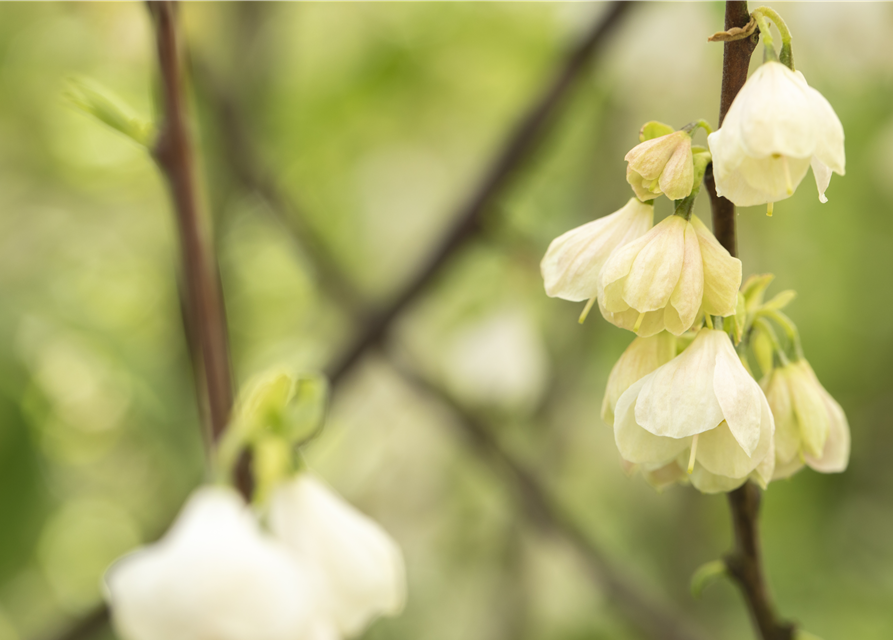 Halesia carolina