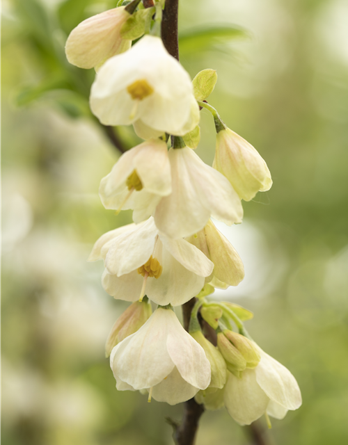 Halesia carolina