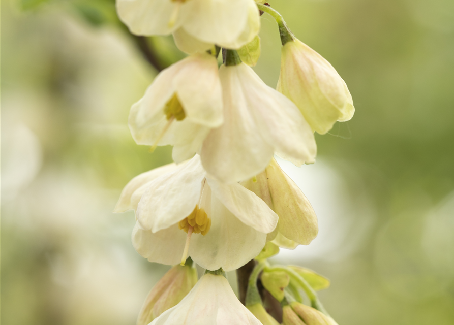 Halesia carolina