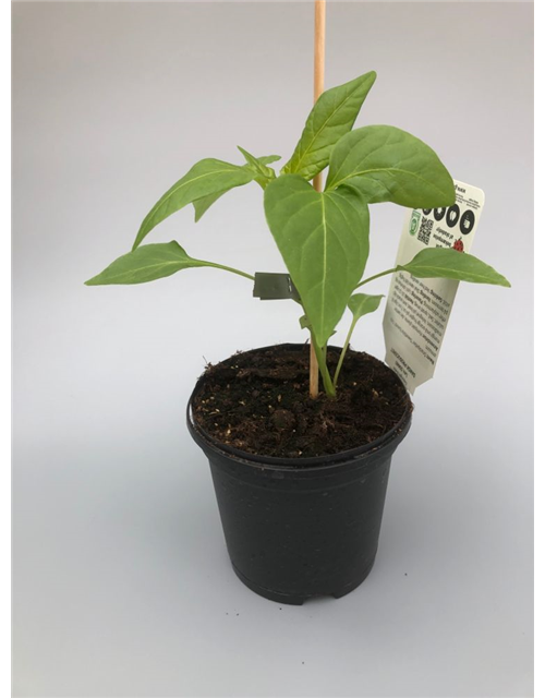 Capsicum annuum Sweetbite Yummi