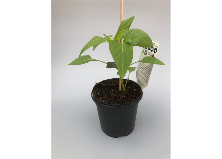 Capsicum annuum Sweetbite Yummi