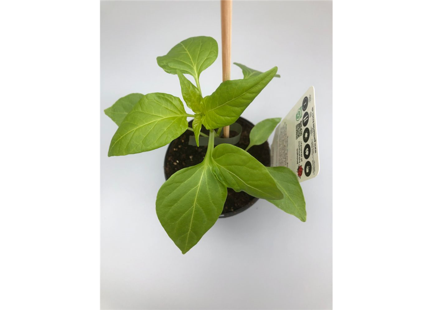 Capsicum annuum Sweetbite Yummi