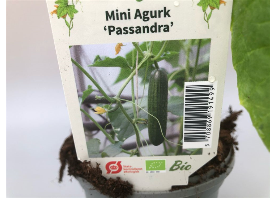 Cucumis sativus Passandra F1