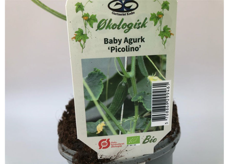 Cucumis sativus Picolino F1