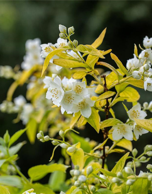 Philadelphus coronarius Aureus