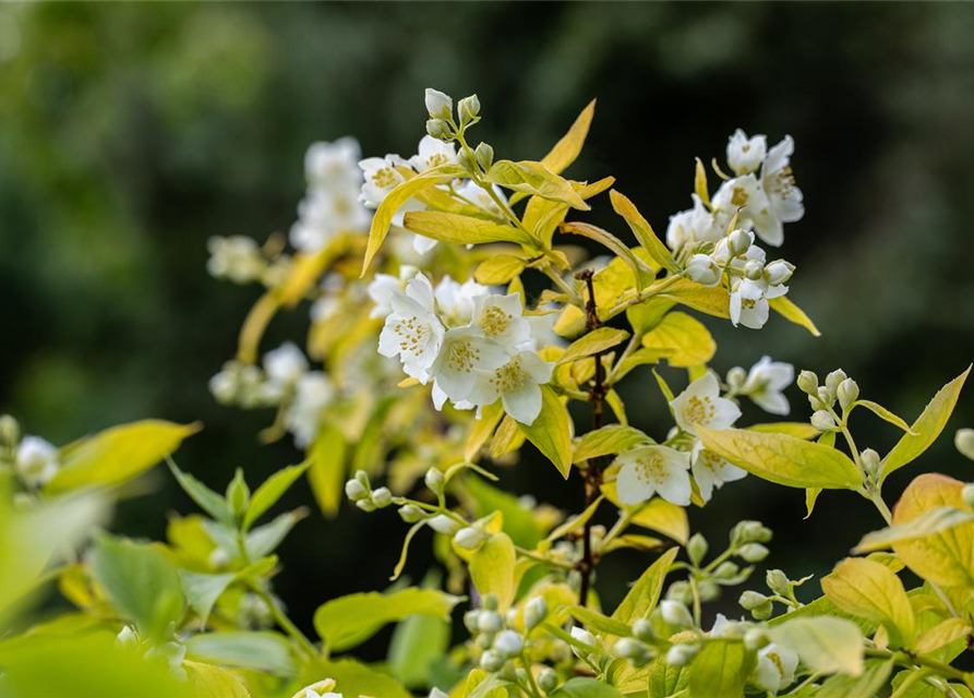 Philadelphus coronarius Aureus